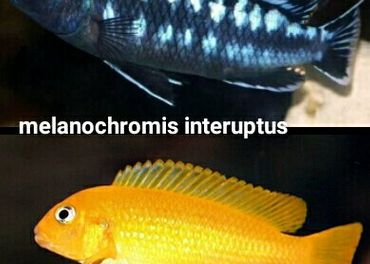 melanochromis interuptus a iné malawi