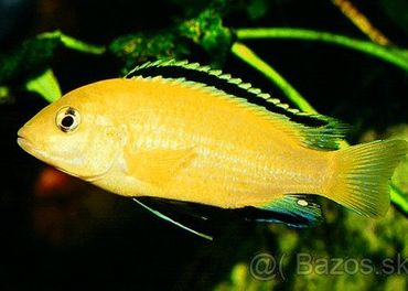 Malawi - Labidochromis yellow a hongi sweden